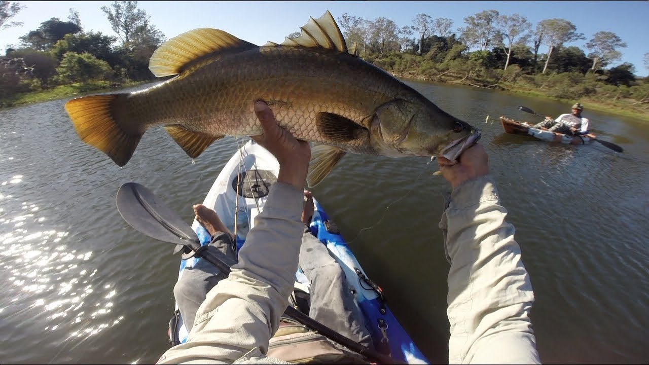 Barramundi Fishing with Zman 6