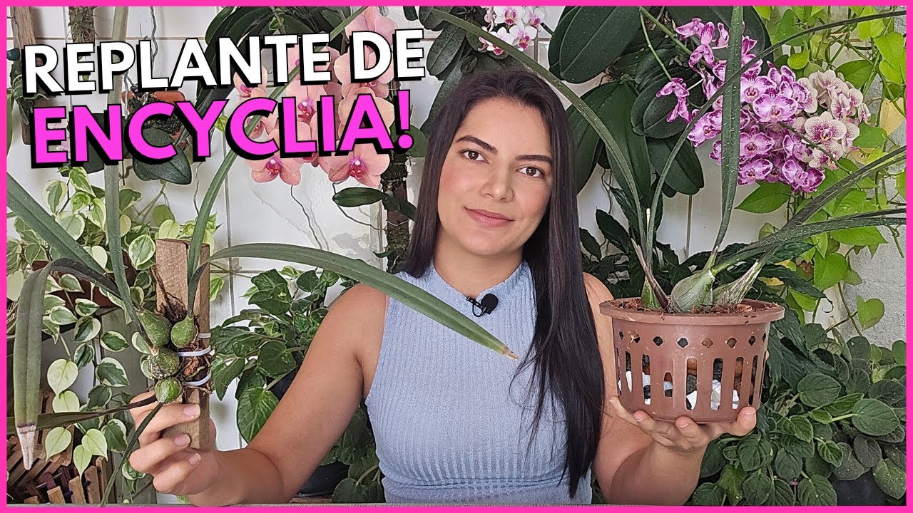 COMO REPLANTAR E FAZER MUDAS DA ORQUÍDEA ENCYCLIA RANDII🌸☝️