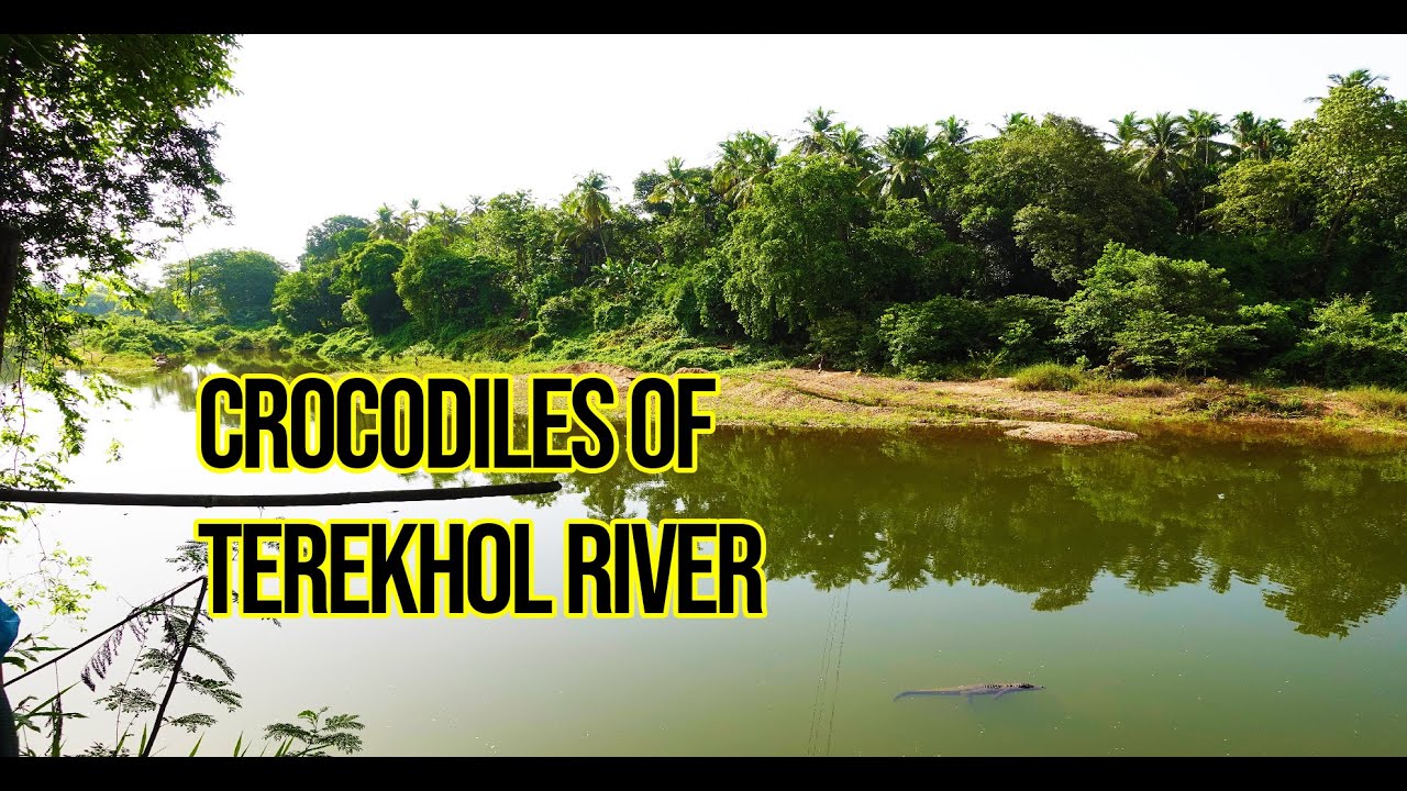 तेरेखोल नदीतील अद्भुत मगरी | Crocodiles of Terekhol River | Crocodile Hunter | Crocodile Encounters