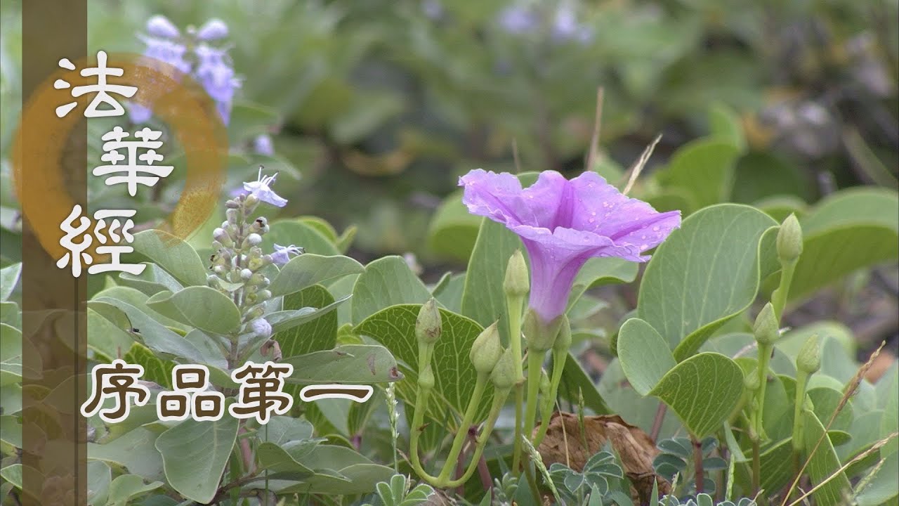 【靜思妙蓮華】法華經序品第一 - 佛心智慧 人人本具 - 20200101 第97集