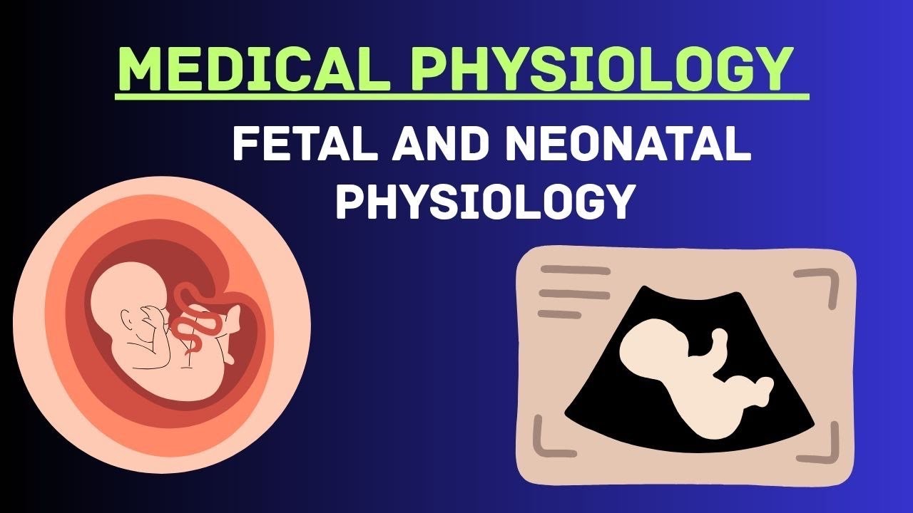 Guyton and Hall Physiology | Chapter 84 l Fetal and Neonatal Physiology
