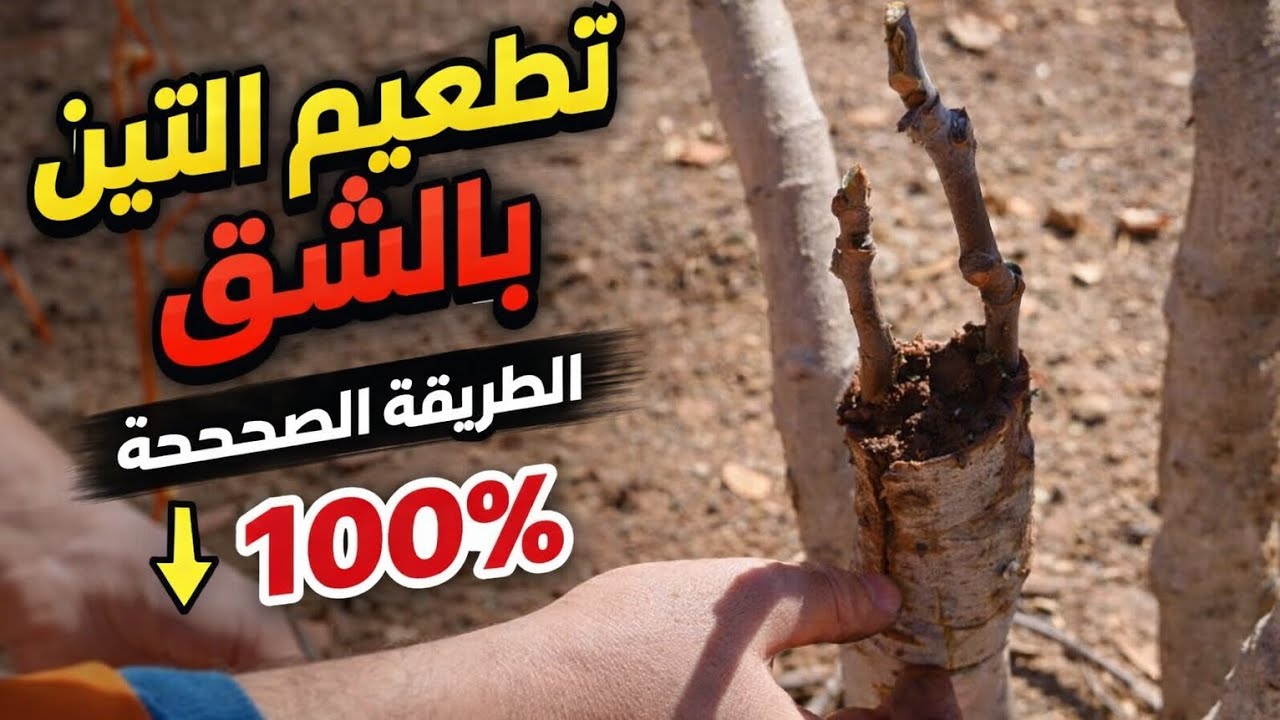 أفضل طريقة لتطعيم التين بالشق | من فرع ضعيف إلى شجرة مثمرة