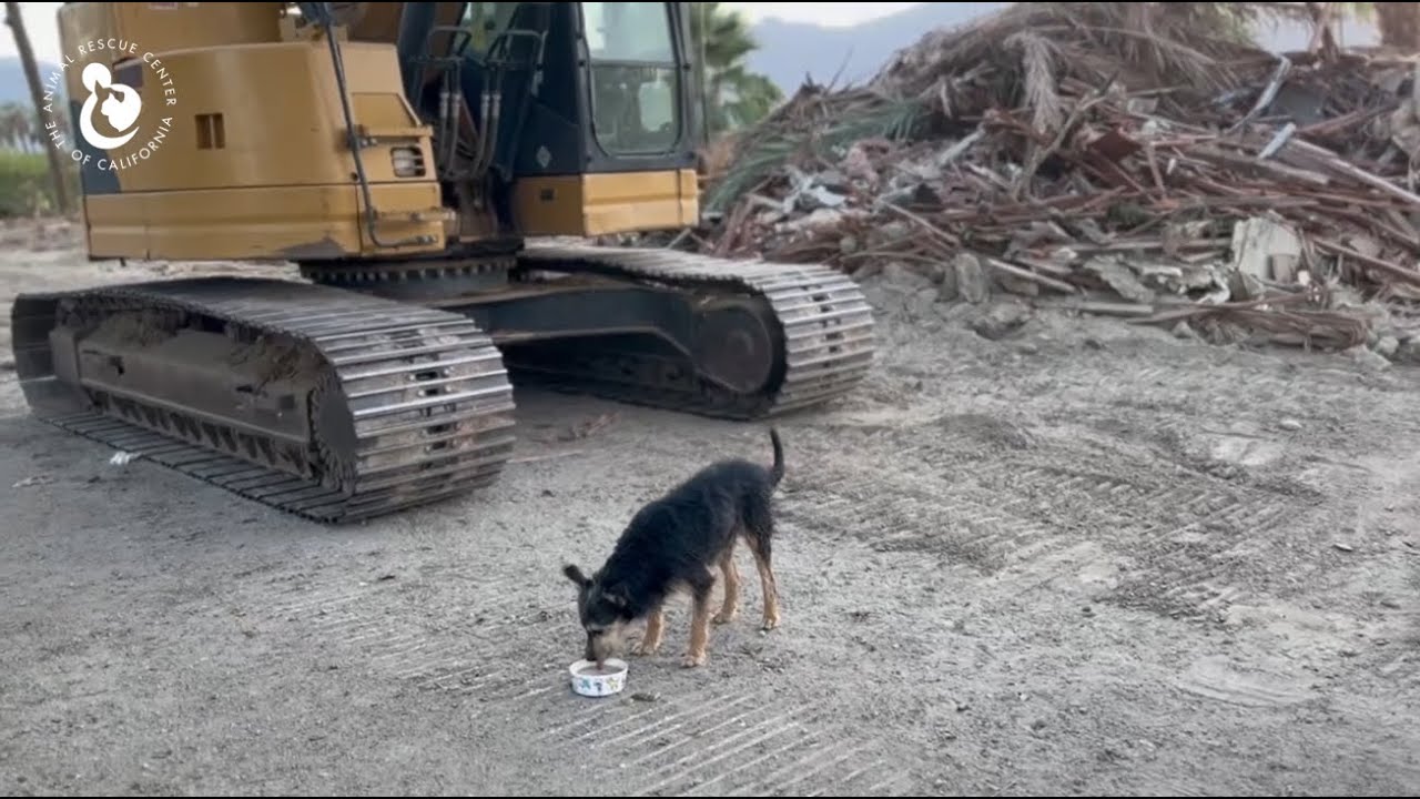 Owner Moves And Leaves his Dogs Behind