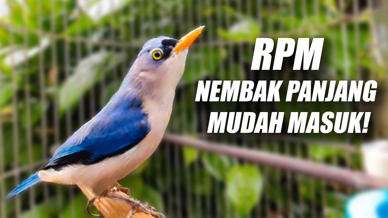 GAMPANG SEKALI DITIRU BURUNG APAPUN! MASTERAN MURAI SUARA RPM RAMBATAN PARUH MERAH GACOR JERNIH JEDA