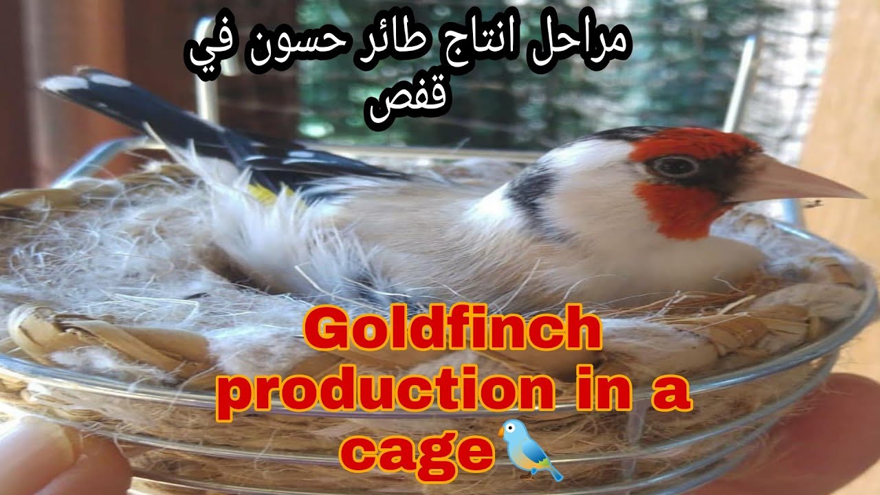 تزاوج طائر الحسون في اقفاص 🐦Processus de production de chardonneret dans une cage🐦