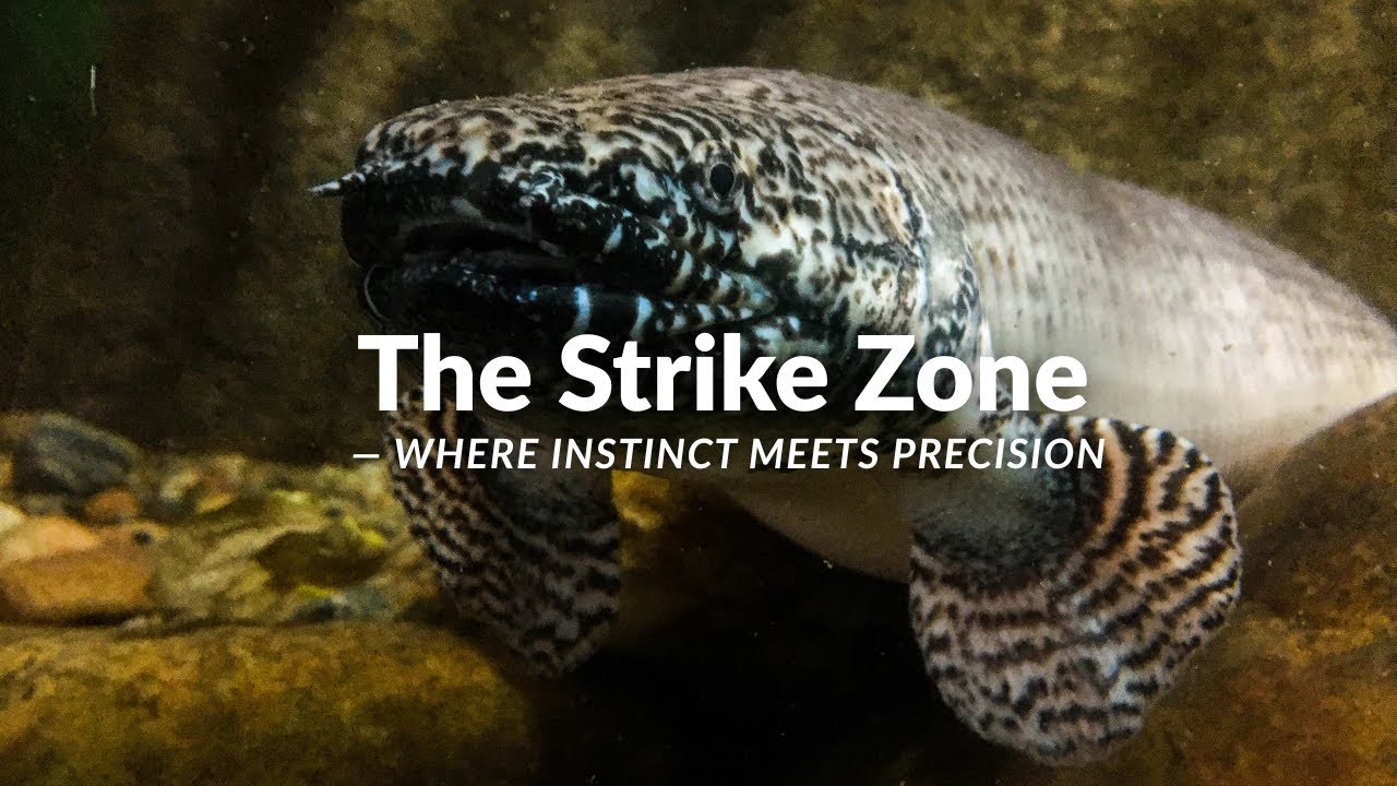 The Strike Zone — Where Instinct Meets Precision