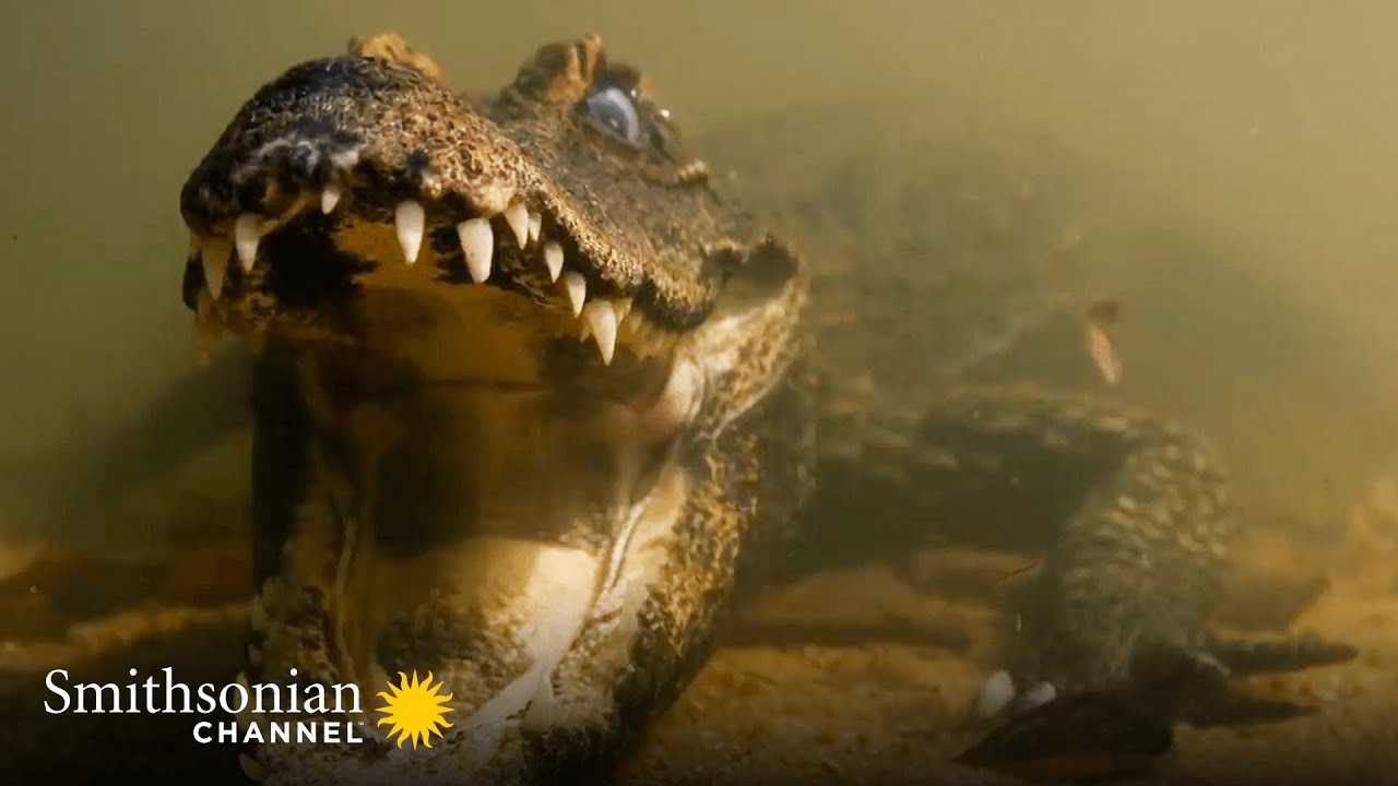 Terrifying: A Dwarf Croc Holds Its Breath Until It Attacks 🐊 Cave Crocs of Gabon | Smithsonian