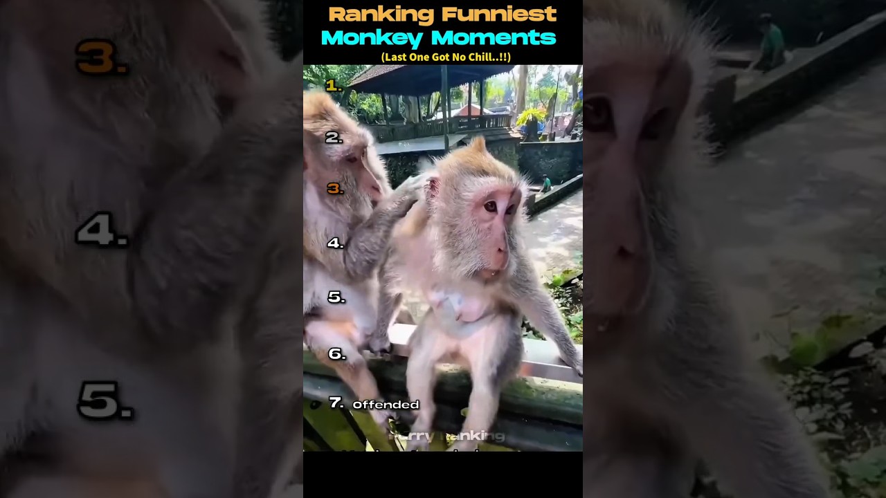 Top 7 Funniest Monkey Moments ( You Wouldn't Believe ) |Funny Moments Part-51|#funny #shorts