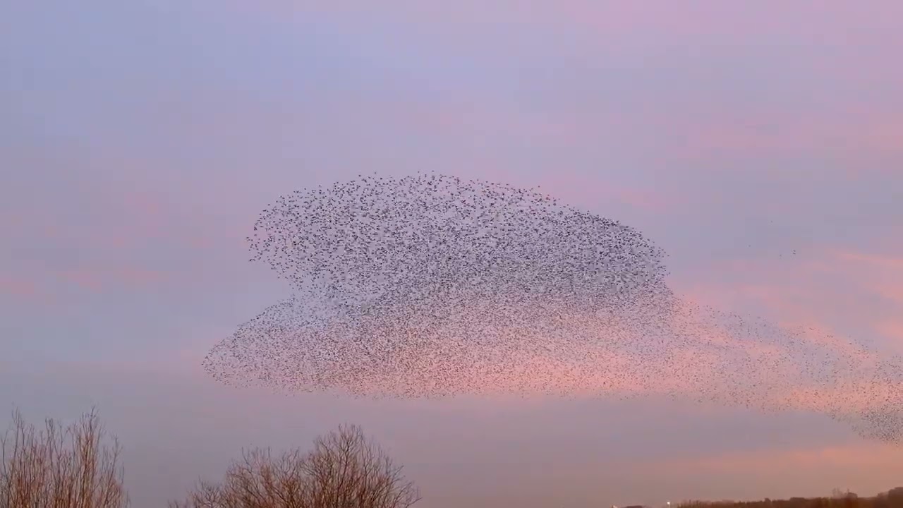 Starling Murmuration