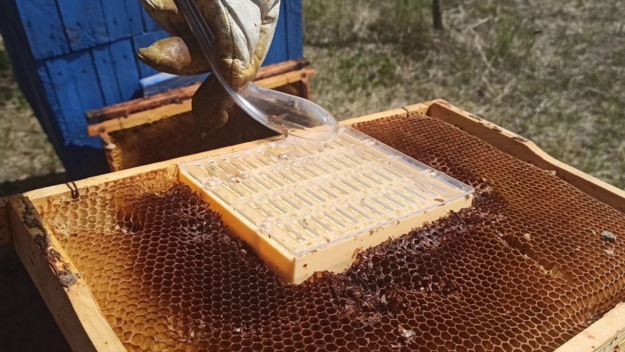 Ramka nicot izolowanie matki dzień 1pszczoły pszczelarstwo pasieka