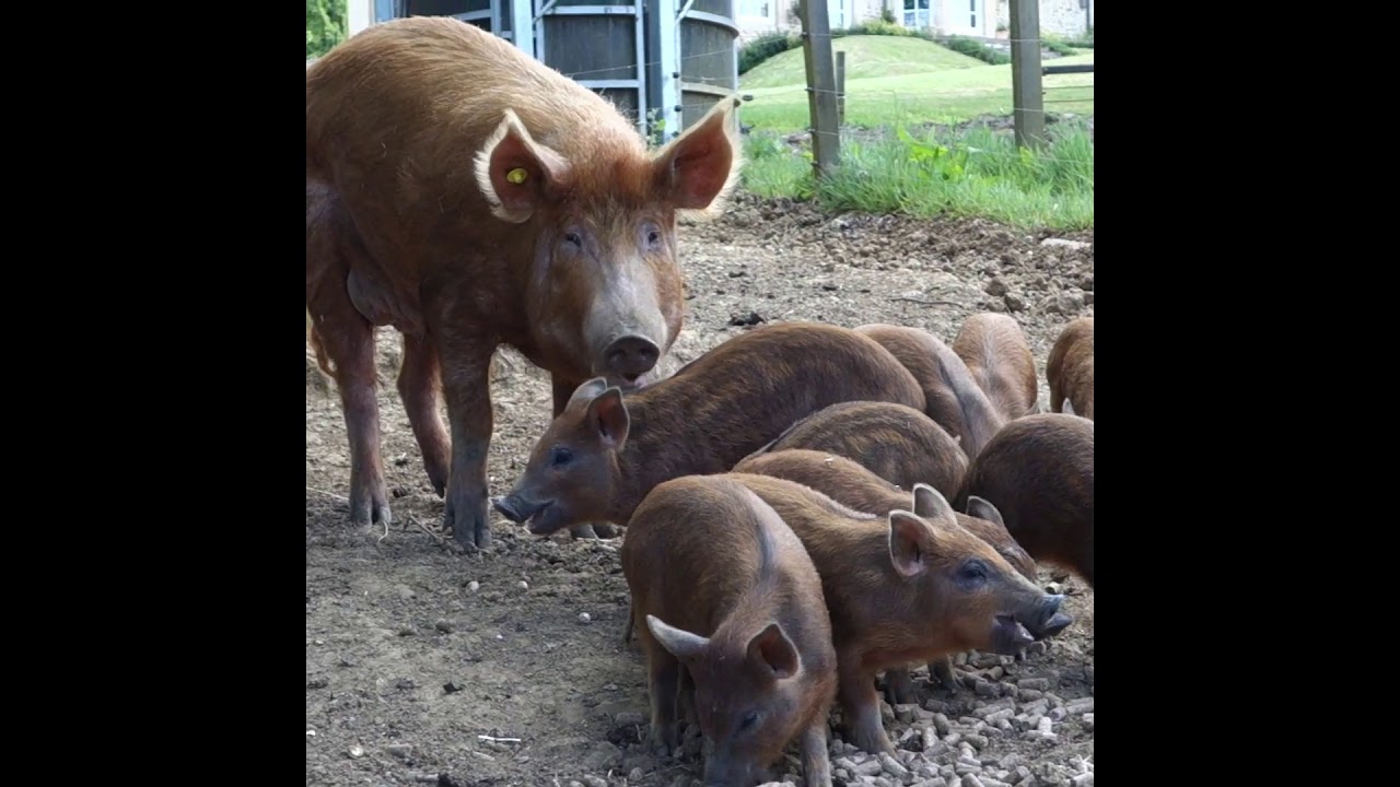 Our Iron Age Pigs produced for Farms Not Factories