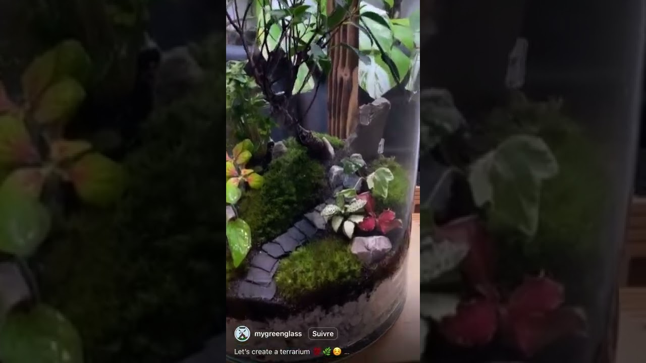 My Green Glass : Cr&eacute;ons un terrarium 💯🌿