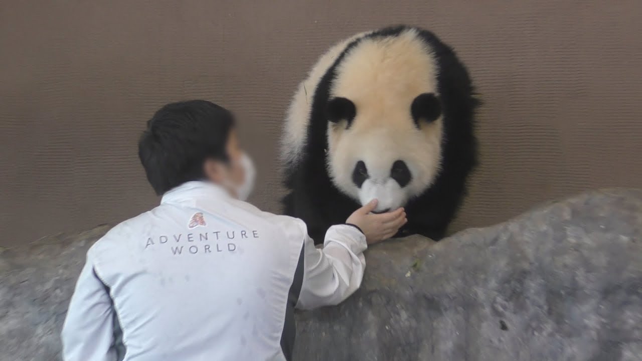 【ホッとするね💕】🌈飼育員さんが来るとさらに頑張る彩ちゃん✨【子パンダ】Giant Panda -Saihin -