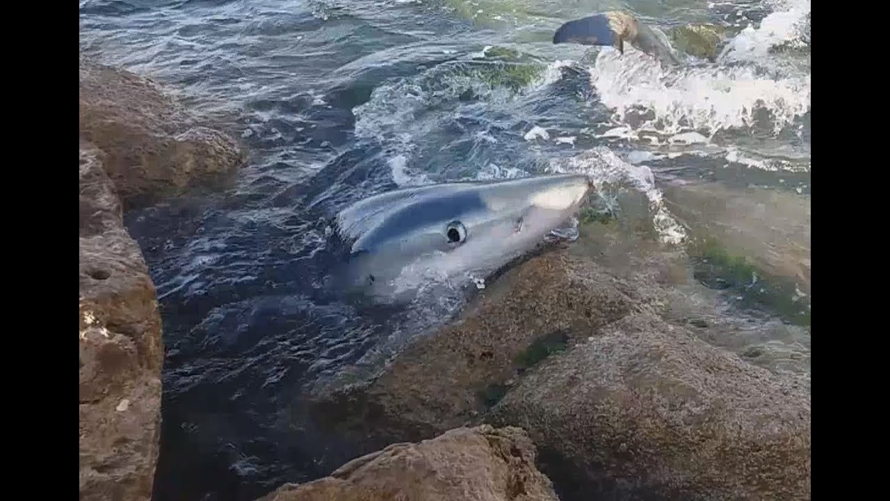Tiburón en la playa de L'Alguer en L'Ametlla, Tarragona / Shark on the beach, Spain  / 鲨鱼在海滩上 西班牙