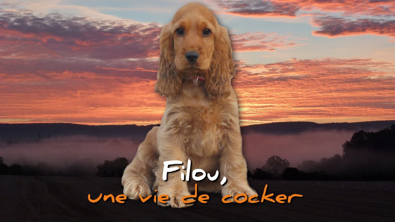 FILOU UNE VIE DE COCKER