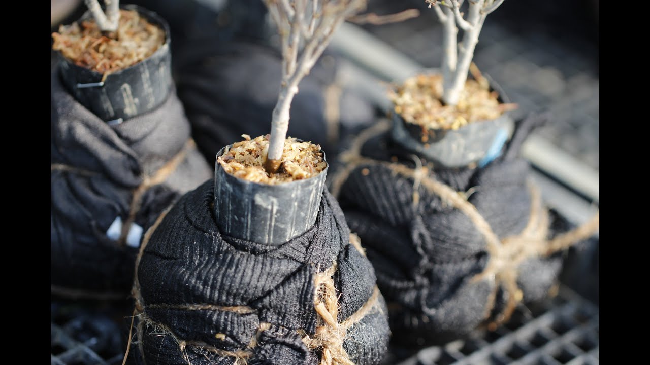 ケヤキを植替えて取木して根巻きして／Zelkova repotting, cutting, root wrapping