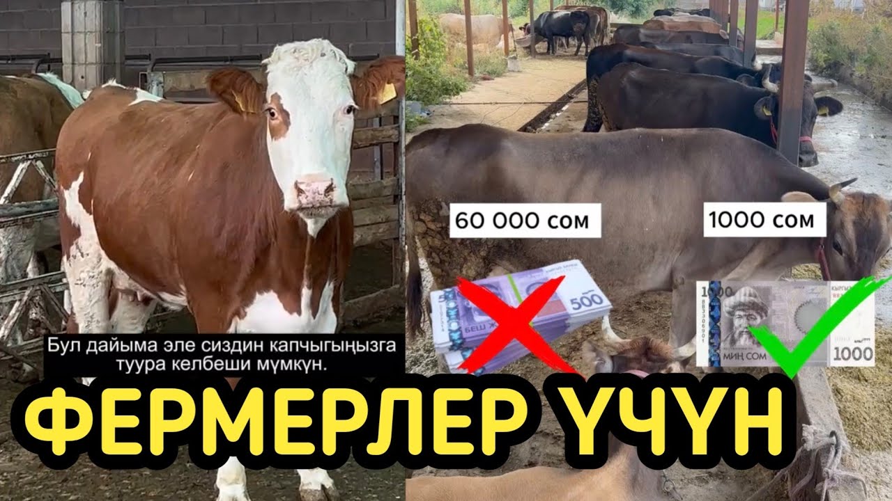 1000 СОМГО АСЫЛ ТУКУМ МАЛ АЛСА БОЛОТ 