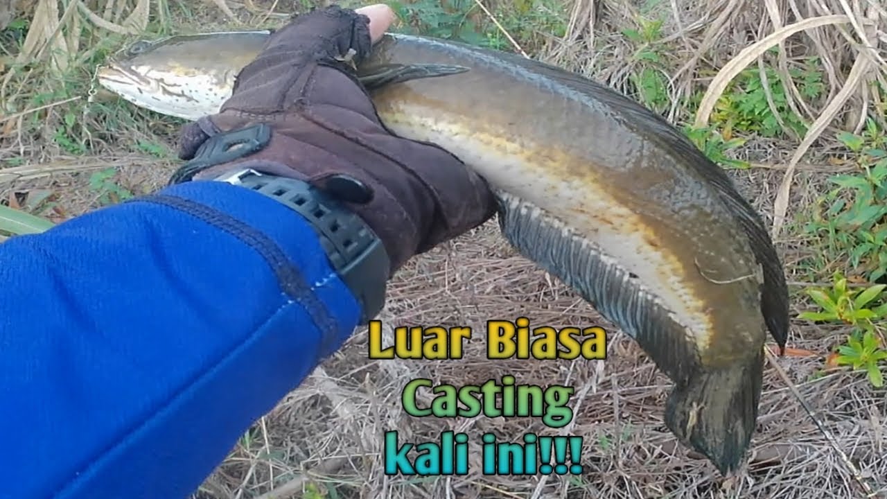 Tidak Sangkat  Umpan Jatuh Langsung Sambar //#mancingmania//#fishing//#gofishing//