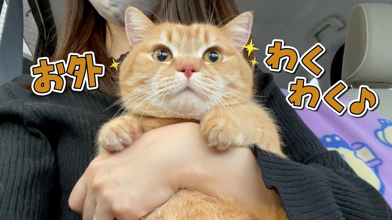久しぶりの外（病院）に目をキラキラさせる猫が可愛い！