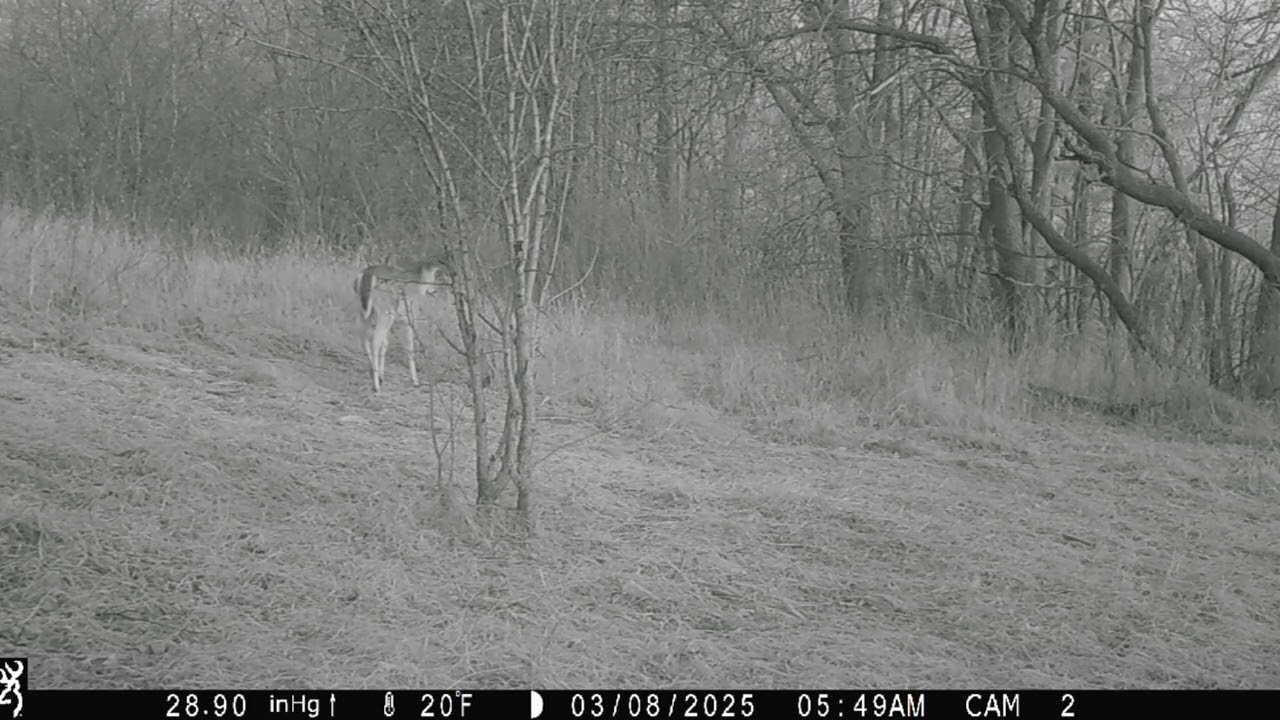 sc Trail cam pick up 2/25/2025-3/18/2025