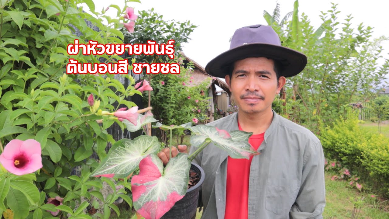 วิธีขยายพันธุ์ ต้นบอนสี ชายชล ด้วยการผ่าหัว