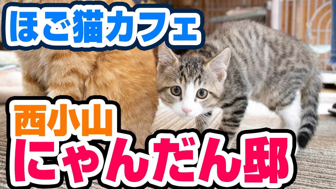 西小山にあるほご猫カフェ、にゃんだん邸のレビュー！