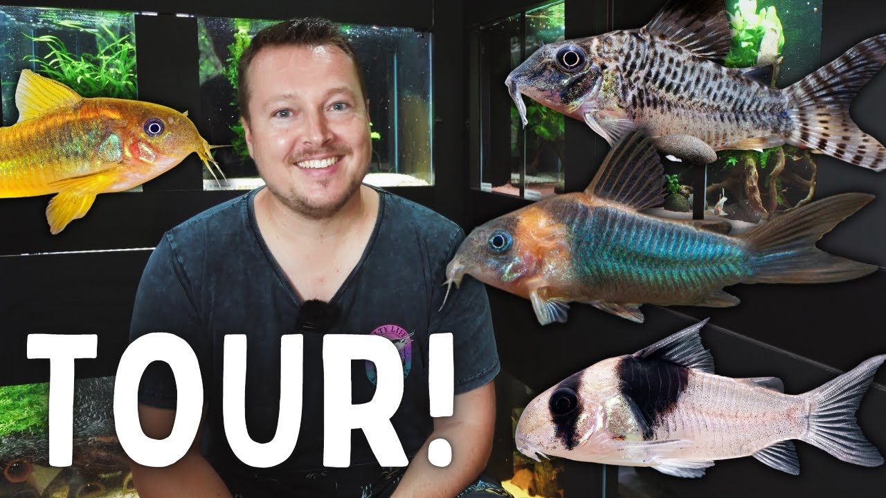 42 Species of Catfish in this Fish Room!