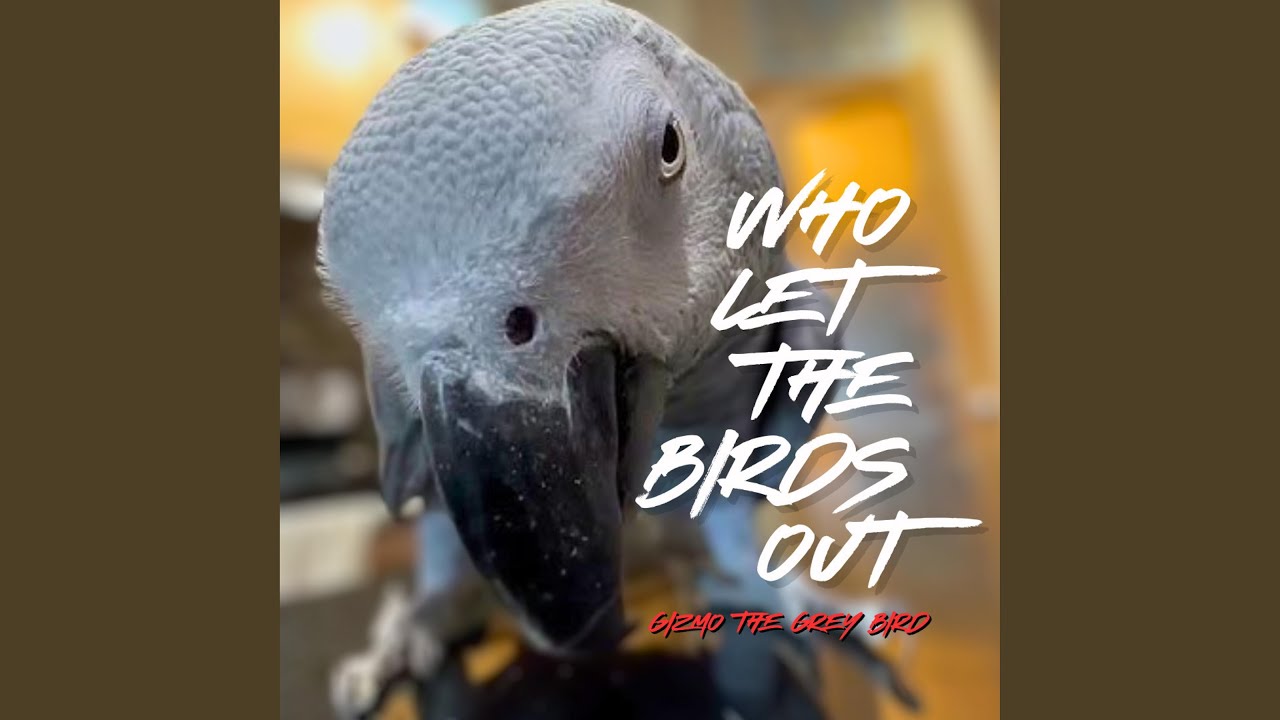 Who Let The Birds Out (Jetty Rachers Remix)