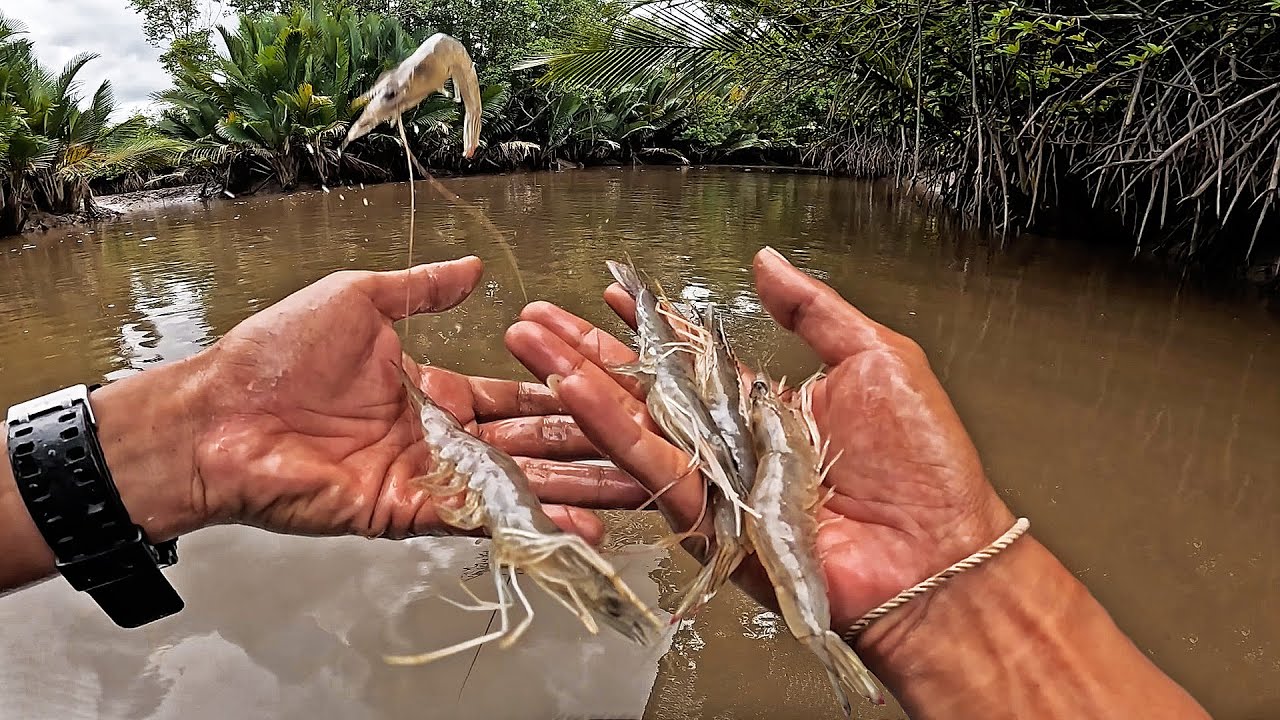 Umpan Udang Hidupnya Besar2