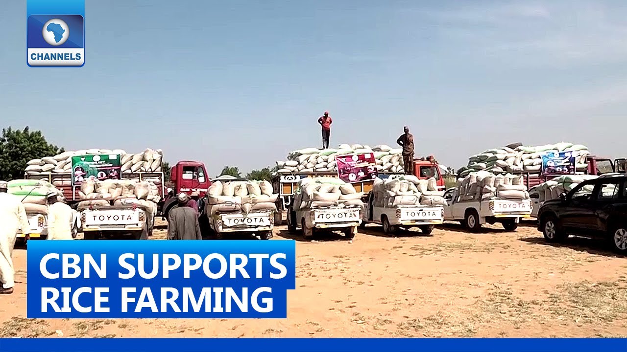 CBN Supports Rice Farmers In Gombe, Launch 2021 Wet Season Farming