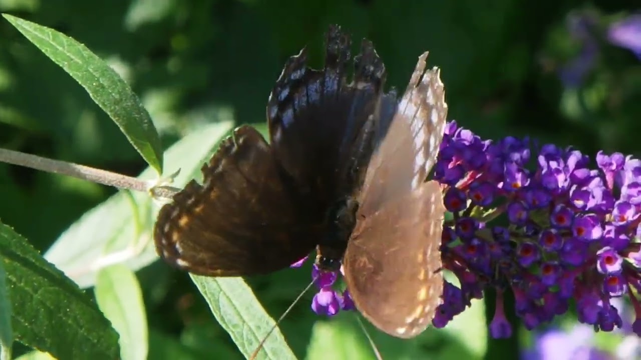10 Plants to Draw Wisconsin Butterflies