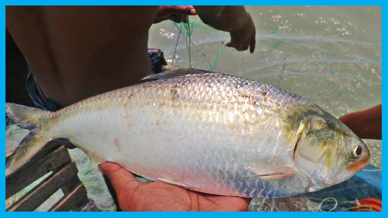 Amazing Fast Hilsa Fishing Skill (PART 19) - Catching Hilsa Fish Big on the Sea