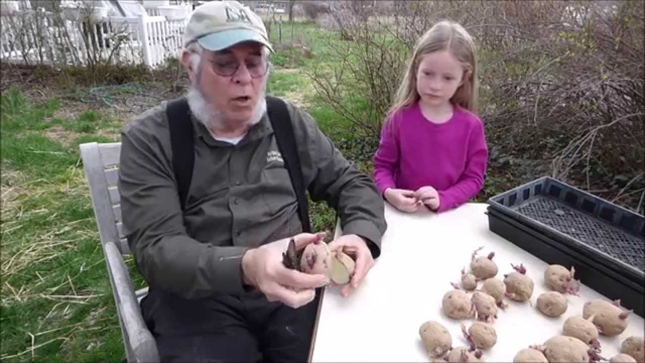 How To Cut Seed Potatoes