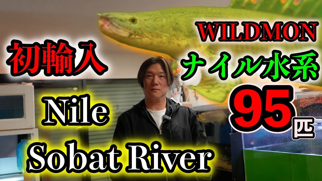 『歴史に刻む衝撃輸入』ナイル水系初の破格スモールサイズ　ビキール輸入　Nile Bichir　Sobat River　『わいるどもん』エチオピア便　ポリプテルス