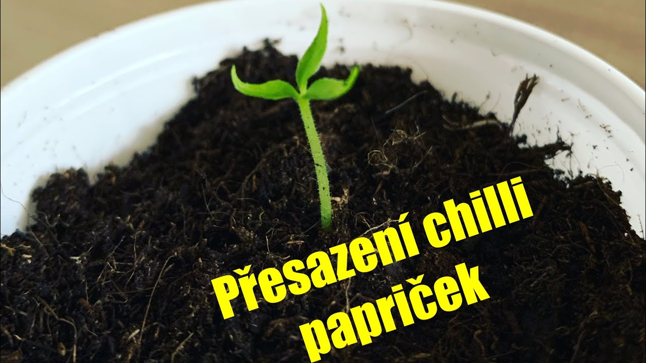 Přesazování chillipapriček po vyklíčení