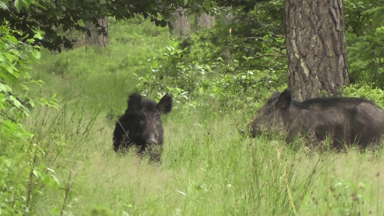 20120710 Wildspotten Veluwe