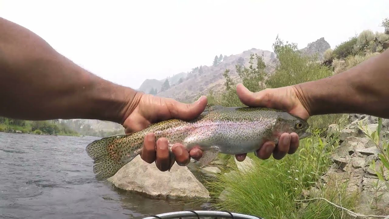 I Settle In on the Truckee River Again (Off HWY 80,CA)