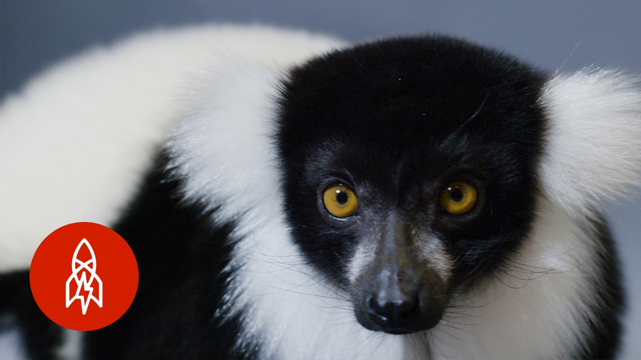 This Smartly-Dressed Lemur Is Critically Endangered