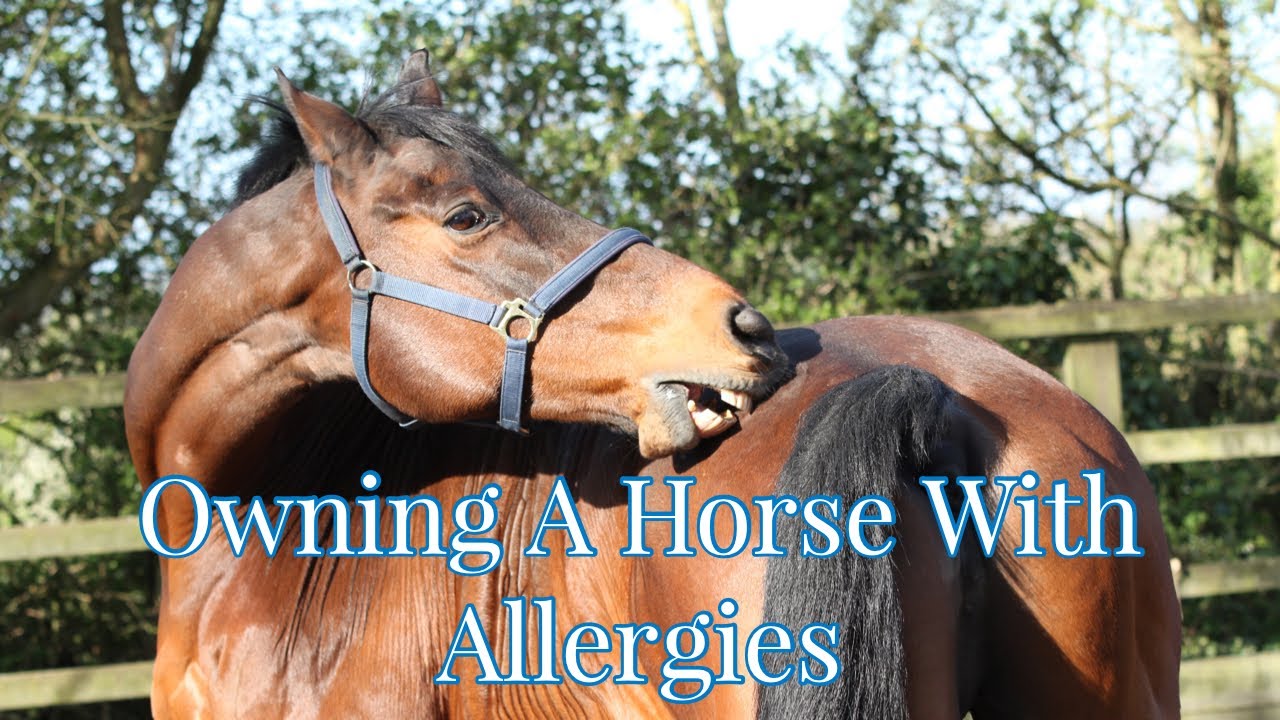 Owning A Horse With Allergies| Equine Allergies|Horse skin problems