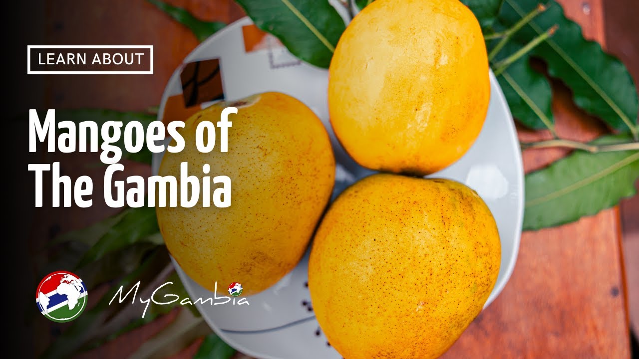 Mangoes of The Gambia | My Gambia | My Magazine