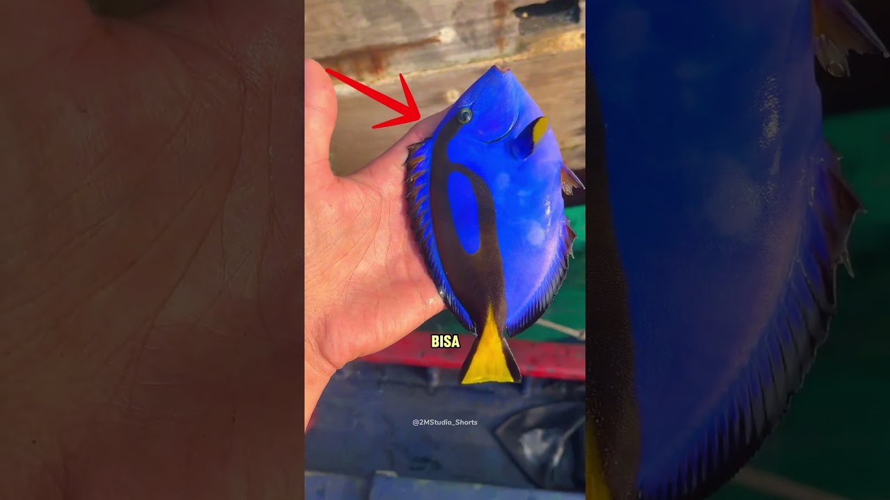 Jurus Pura Pura Mati Ikan Dori! #ikan #dori #doryfish #shorts #indonesia