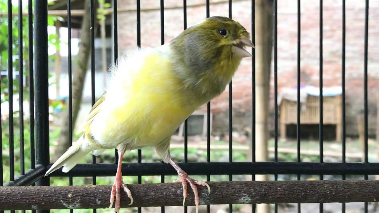 Masteran Kenari Loper Gacor l Bikin Cepat Terpancing & Ikut Bunyi...