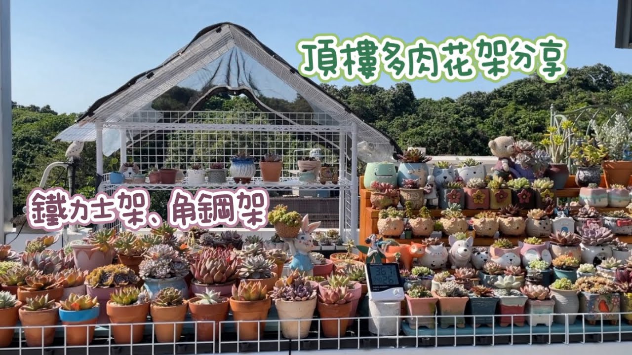 頂樓多肉花園｜花架分享：使用鐵力士架、角鋼架