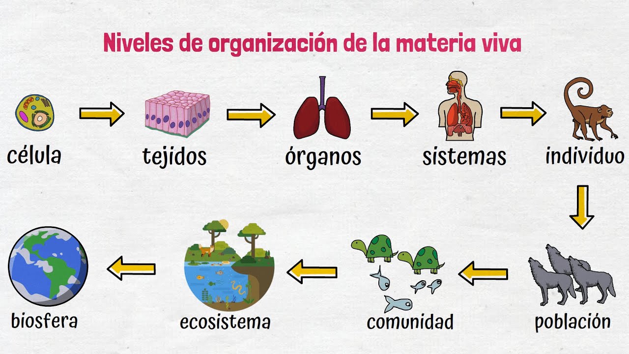 Niveles de Organización de la Materia Viva