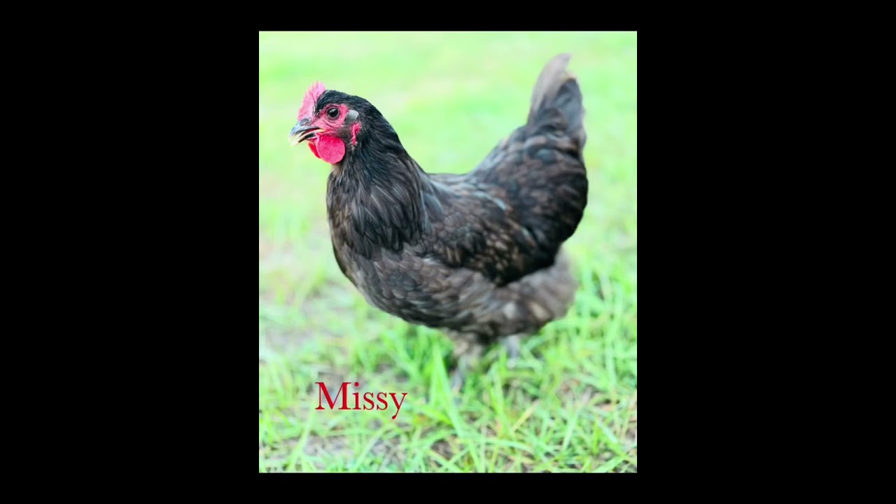 My Florida Flock from the beginning 🐥🐔🐓❤️