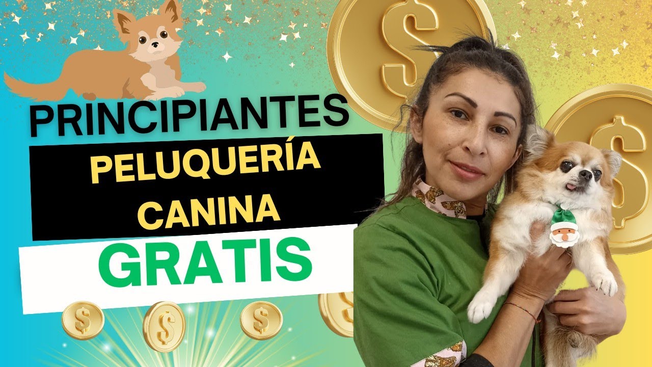 ¡Como cuidar mí CHIHUAHUA de pelo largo! Transforme tu pasión en tu profesión💥