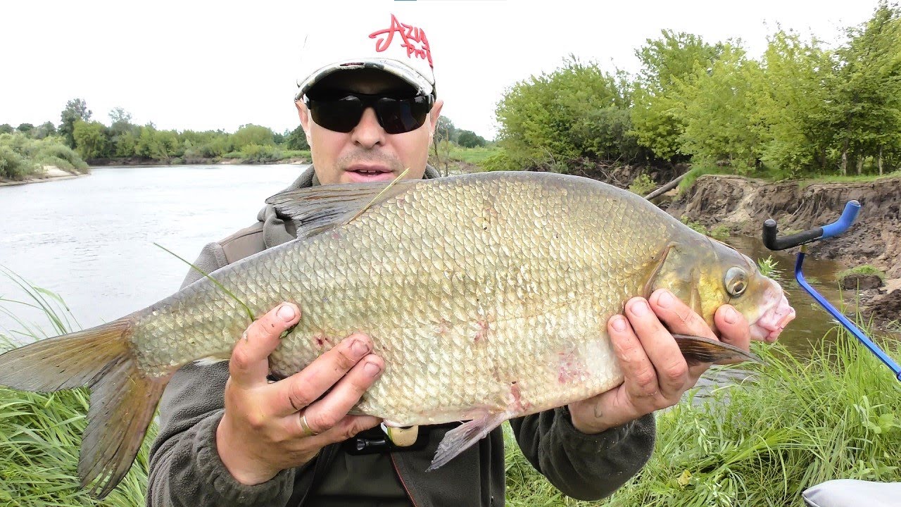 Трофейний Лящ на Десні. Фідер в Червні