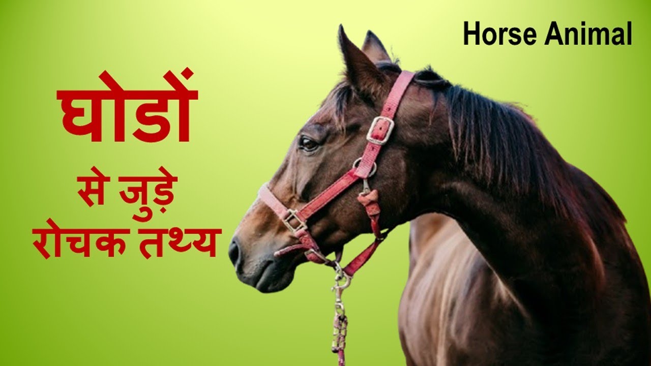 घोड़े से जुड़े रोचक तथ्य | Interesting Facts About Horse in Hindi