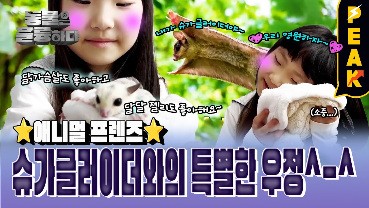 [#피크타임] 날아다니니 날다람쥐?❌ 설치류 아닌 '포유류' 슈거글라이더 가족 인사드려요 | #동물은훌륭하다 | KBS 250317 방송
