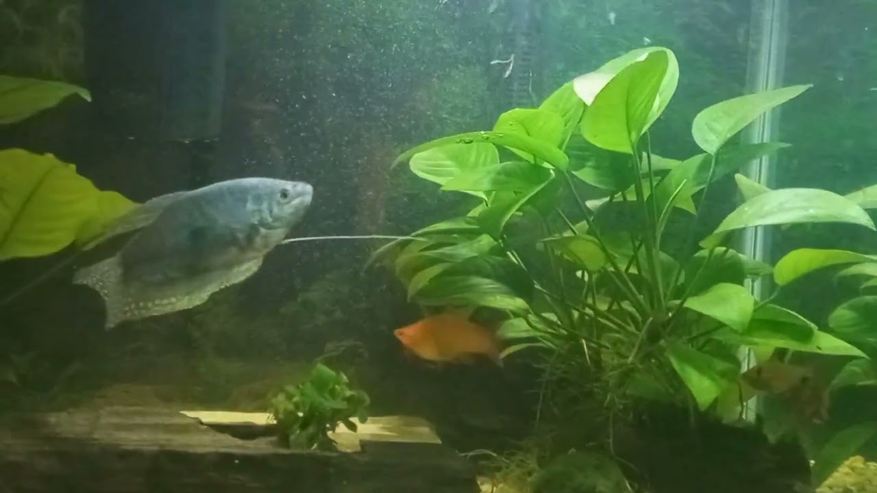 Catfish and Loach Den.